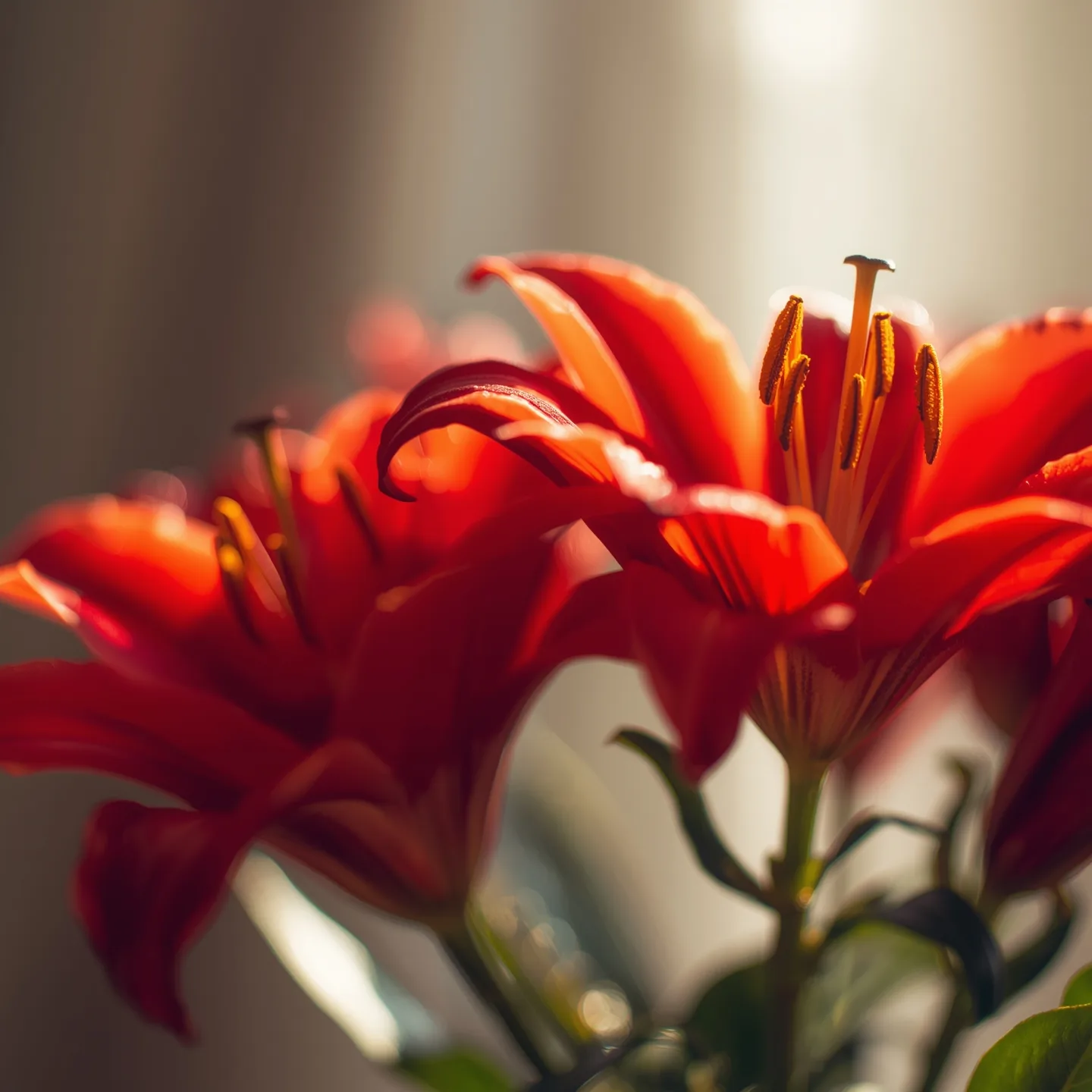 Warna, Aroma, dan Cerita di Balik Bunga Lily Merah