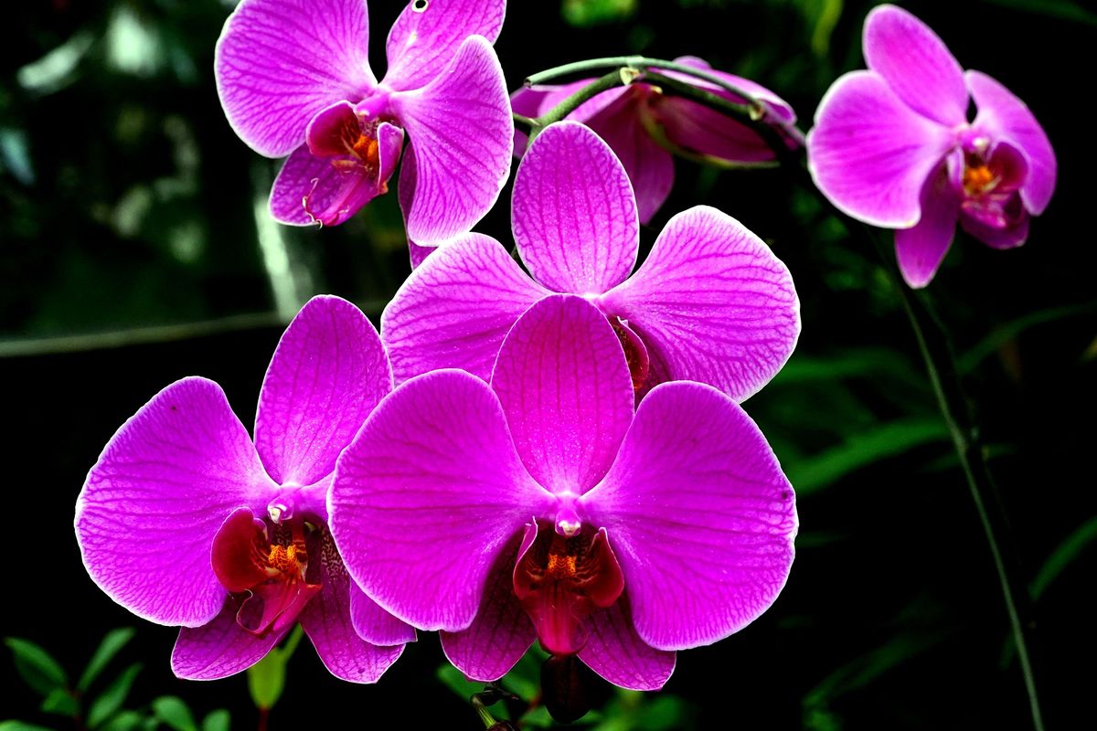 Manfaat Tanaman Anggrek untuk Kehidupan dan Lingkungan