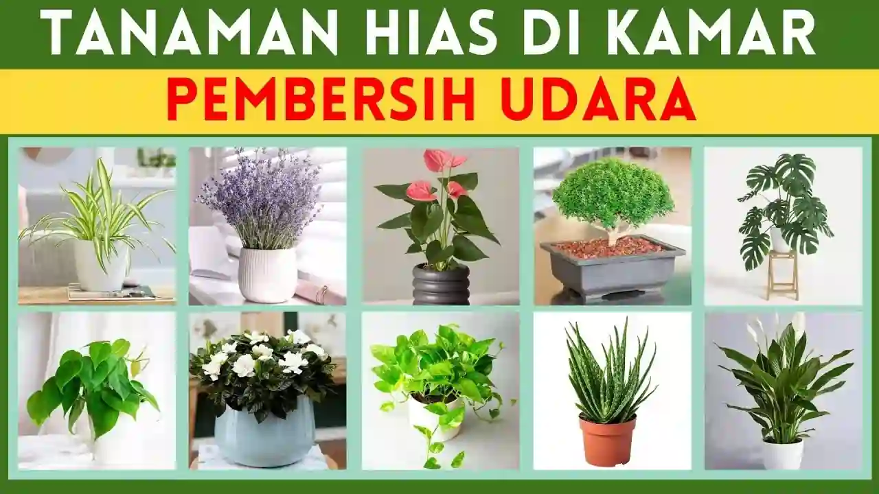 Tanaman Pembersih Udara Terbaik untuk Kamar Tidur